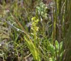 Liparis de Loesel