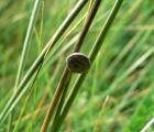 Theba pisana (escargot)