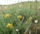 Immortelle des dunes