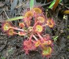 Plante carnivore (Drosera à feuilles rondes)