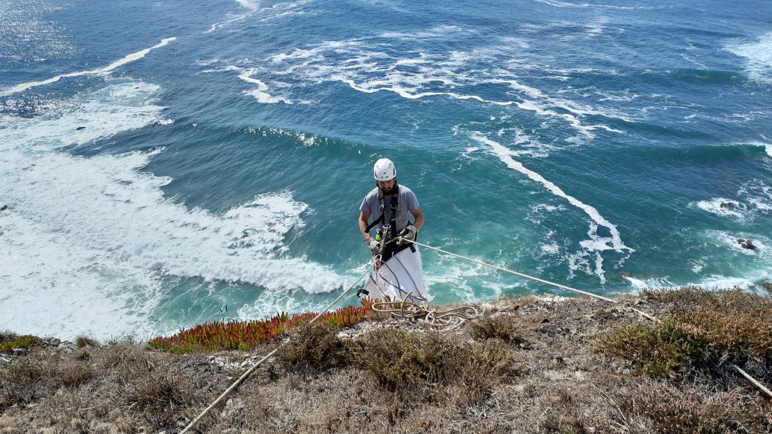 Une personne encordée arrache les Griffes de sorcière dans la falaise
